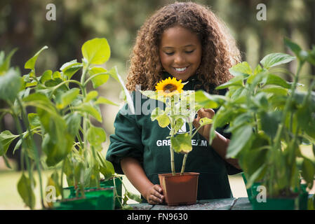 Una ragazza esaminando un girasole pianta con i fiori. Foto Stock