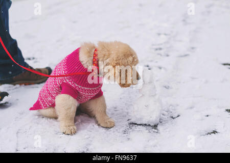 Golden Retriever cucciolo di cane che indossa un maglione rosa leccare mini pupazzo di neve Foto Stock