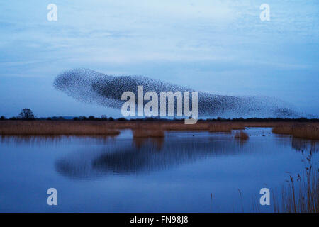 Un murmuration di storni, una esibizione acrobatica spettacolare di un gran numero di uccelli in volo al tramonto sulla campagna. Foto Stock