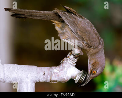 Becco curvo thrasher Bird bevendo da un rubinetto esterno, Arizona, Stati Uniti Foto Stock