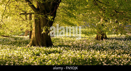 Tappeto di aglio selvatico all'alba, Minterne Magna, Dorset, Inghilterra, Regno Unito Foto Stock