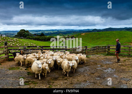 Pecore in una penna in attesa di essere tranciato, allevamento di pecore, pukekohe, Nuova Zelanda Foto Stock