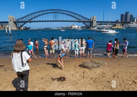 Turisti sulla spiaggia che guardano la Sydney Opera House e il Ponte del Porto di Sydney, Australia. Foto Stock