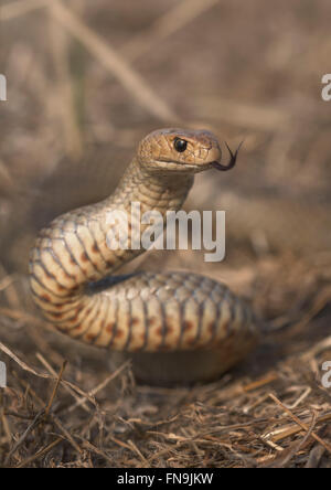 Una selvaggia orientale Snake Marrone (Pseudonaja textilis), Melbourne, Victoria, Australia Foto Stock