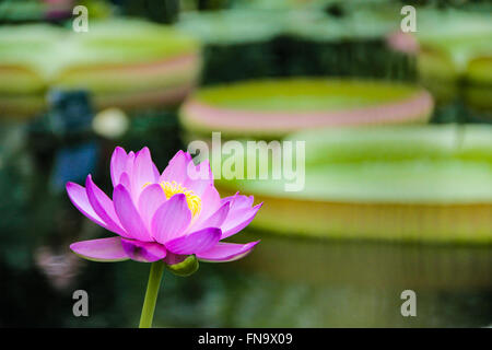 Blooming lotus flower rising fino in stagno in Kew Garden, Londra Foto Stock