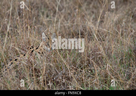 Serval solitario Cat, Leptailurus serval, nascosto nell'erba secca nella Riserva Nazionale di Masai Mara, Kenya, Africa orientale Foto Stock