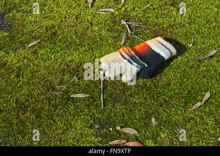 Perso il bambino a maglia il guanto o manopola sul verde erba di muschio Foto Stock