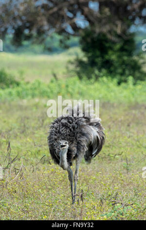 Adulto maggiore Rhea, Rhea americana, che figurano al sorriso, Pantanal, Mato Grosso, Brasile, Sud America Foto Stock