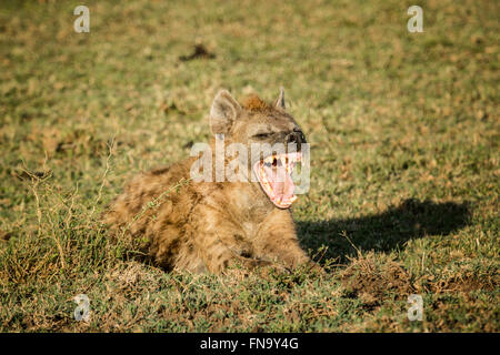 Avvistato iena, Crocuta crocuta, sbadigli con la bocca aperta, che mostra i suoi denti, Masai Mara riserva nazionale, Kenya, Africa Foto Stock