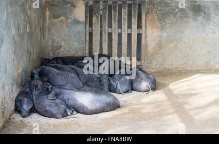 Maiale iberico Foto Stock