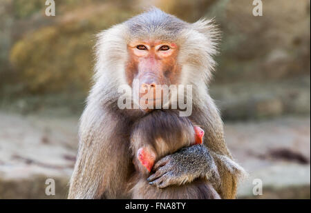 Ape madre con il suo bambino in armi Foto Stock