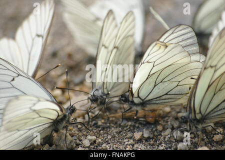 Kissing farfalle (nero-bianco vained, Aporia crataegi) nel Caucaso vicino a Mestia, Georgia Foto Stock