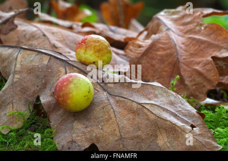 La ciliegia galli nella versione inglese di foglie di quercia (Quercus robur) causati da gall wasp (Cynips quercusfolii) Foto Stock