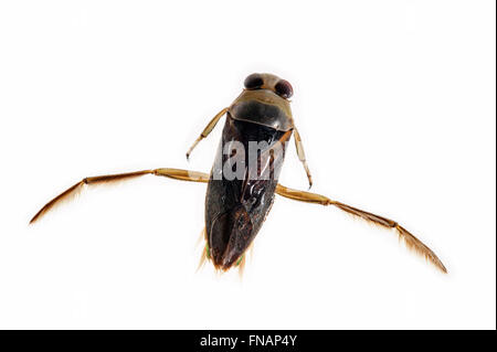 Avvistato backswimmer / chiazzato backswimmer / Pepati acqua barcaiolo (Notonecta maculata) su sfondo bianco Foto Stock