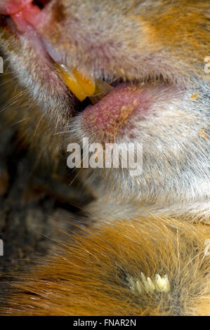 Uova di Greenbottle fly Lucilia (sp) in pelliccia di dead red scoiattolo (Sciurus vulgaris) Foto Stock