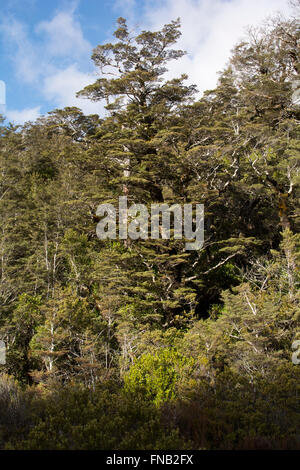 Cresciuto vecchio sud della foresta di faggio copre parti del parco nazionale di Tongariro alle pendici del Monte Ruapehu in Nuova Zelanda. Foto Stock