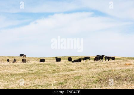 Una mucca in una fattoria di carni bovine Foto Stock