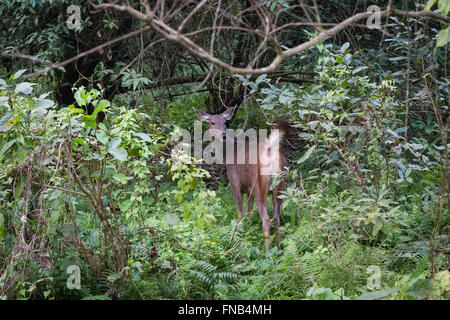 Cervi in una foresta di Chitwan il parco nazionale, il Nepal. Foto Stock