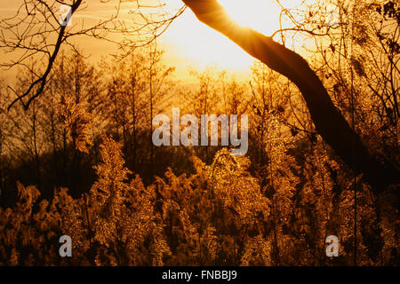 Tramonto con alberi e canne in silhouette, la luce del sole che risplende nelle piume Foto Stock