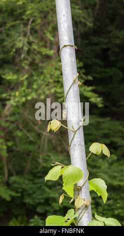 La Georgia kudzu vine Foto Stock