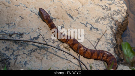 Wild Corn Snake creek per lato Foto Stock