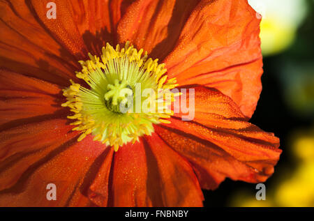 Fiori di Primavera e la crescita in Georgia Foto Stock