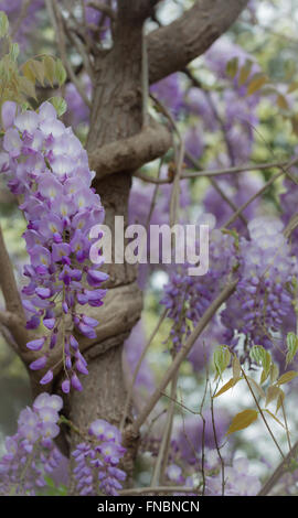 Molla della vite di glicine in fiore Foto Stock