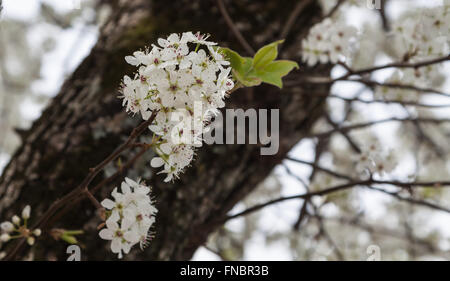 Bradford pera fioritura di primavera Foto Stock