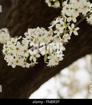 Bradford pera fioritura di primavera Foto Stock