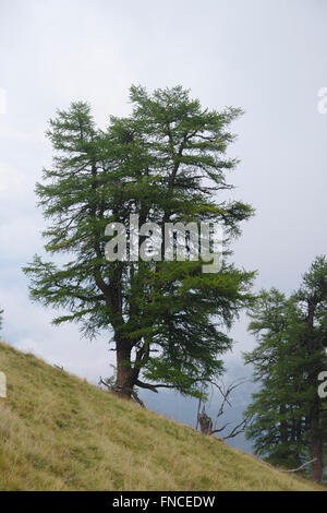 Albero nella nebbia, di bovini nei pressi di Col de la Forclaz, Vallese, Svizzera Foto Stock