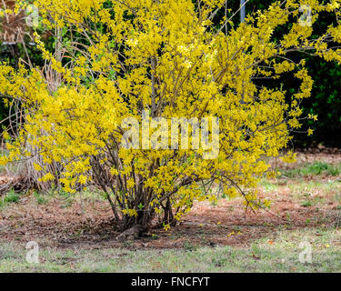 Un arbusto di coltivazione in piena fioritura di primavera. Foto Stock