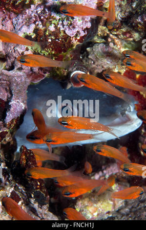 Grongo-Anguilla è nascosto dietro il pesce Foto Stock