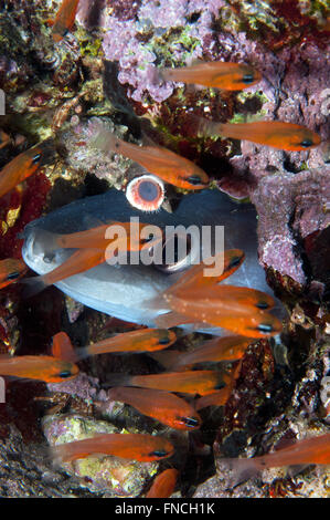 Grongo-Anguilla è nascosto dietro il pesce Foto Stock