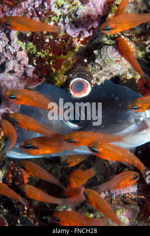 Grongo-Anguilla è nascosto dietro il pesce Foto Stock