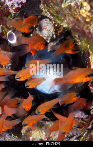 Grongo-Anguilla è nascosto dietro il pesce Foto Stock