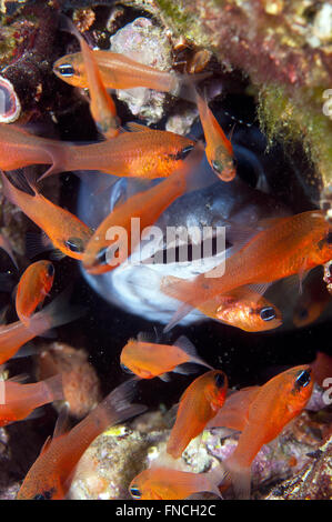 Grongo-Anguilla è nascosto dietro il pesce Foto Stock