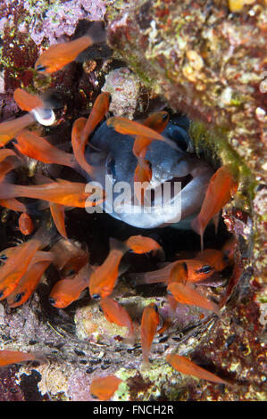 Grongo-Anguilla è nascosto dietro il pesce Foto Stock