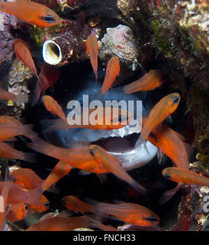 Grongo-Anguilla è nascosto dietro il pesce Foto Stock