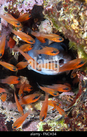 Grongo-Anguilla è nascosto dietro il pesce Foto Stock