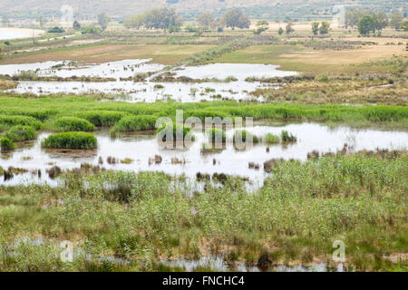 Le zone umide costiere sull'isola di Cefalonia in Grecia. Foto Stock