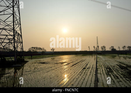 La vita di campagna del trapianto pianticelle di riso Foto Stock