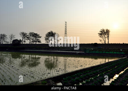 La vita di campagna del trapianto pianticelle di riso Foto Stock