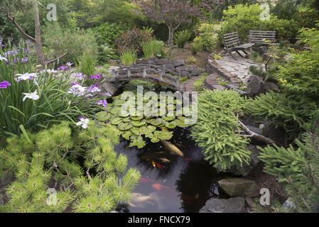 Un appartato koi pond circondato da iridi giapponese e una varietà di alberi sempreverdi nana in un cortile privato di fornire un luogo tranquillo Foto Stock