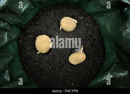 Piantare il seme di patate in una crescente contenitore a sacco di compost per il risparmio di spazio, la varietà "Picasso". Foto Stock