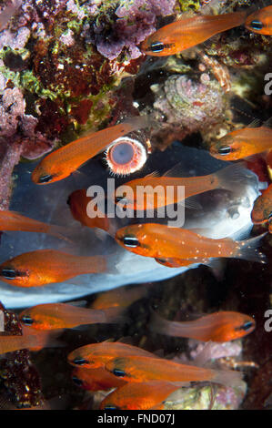 Grongo-Anguilla è nascosto dietro il pesce Foto Stock