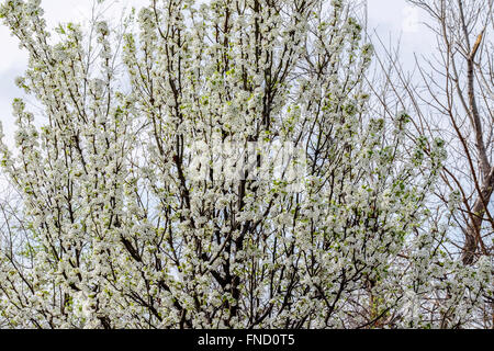 Un albero di palma di Bradford, o Caral Pear, P. Calleryana o Pyrus Calleryana, in fiore di primavera. Oklahoma City, Oklahoma, Stati Uniti Foto Stock