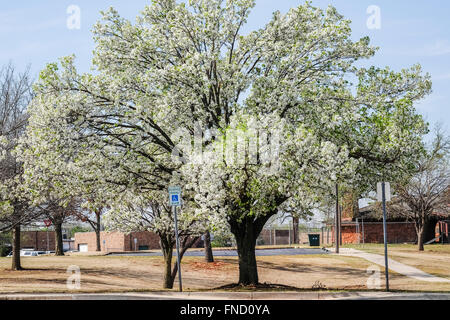 Bradford Pear Trees, o pere di Calleryana, P. Calleryana o Pyrus Calleryana, in fiore di primavera. Oklahoma City, Oklahoma, Stati Uniti. Foto Stock