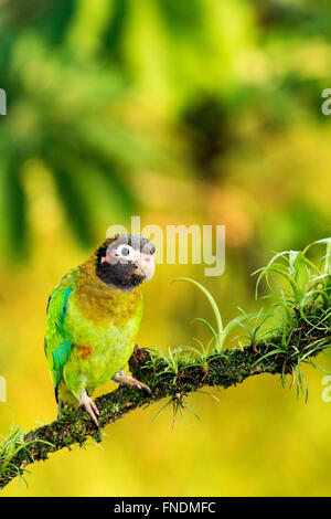 Marrone-incappucciati Parrot (Pyrilia haematotis) - La Laguna del Lagarto Lodge - Boca Tapada, San Carlos Costa Rica Foto Stock