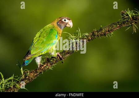 Marrone-incappucciati Parrot (Pyrilia haematotis) - La Laguna del Lagarto Lodge - Boca Tapada, San Carlos Costa Rica Foto Stock