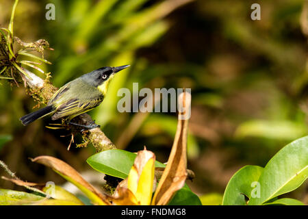 Comune di tody flycatcher o nero-fronteggiata tody-flycatcher (Todirostrum cinereum) - La Laguna del Lagarto Lodge, Boca Tapada, San C Foto Stock